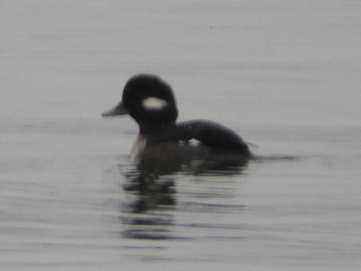 Bufflehead - ML628970598