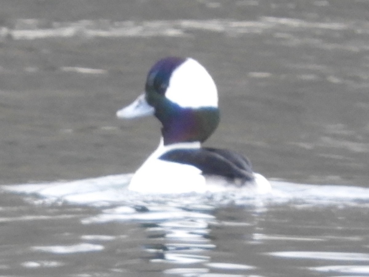Bufflehead - ML628970599