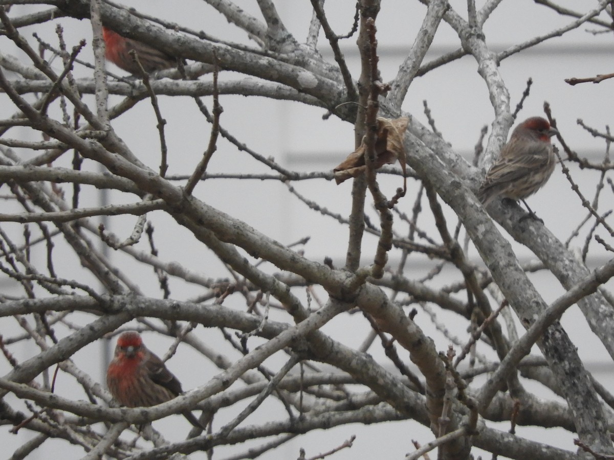 House Finch - ML628970618