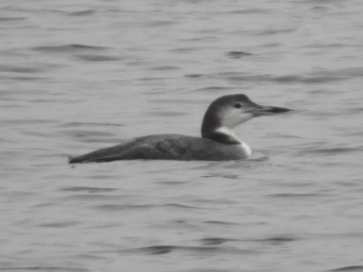 Common Loon - ML628970629