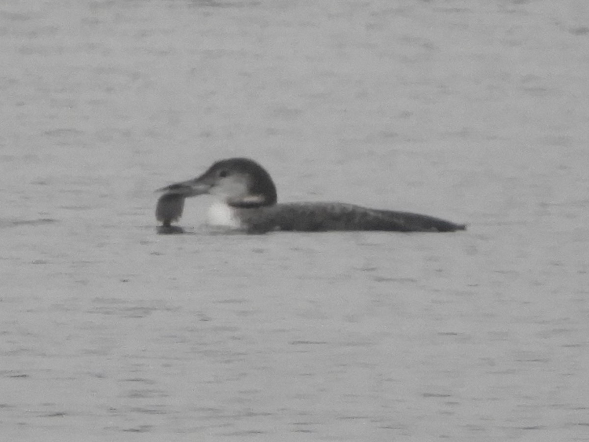 Common Loon - ML628970630