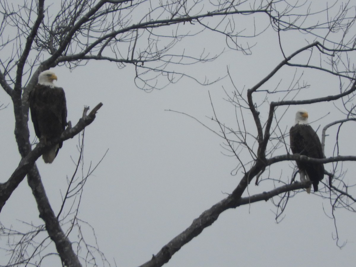 Bald Eagle - ML628970636