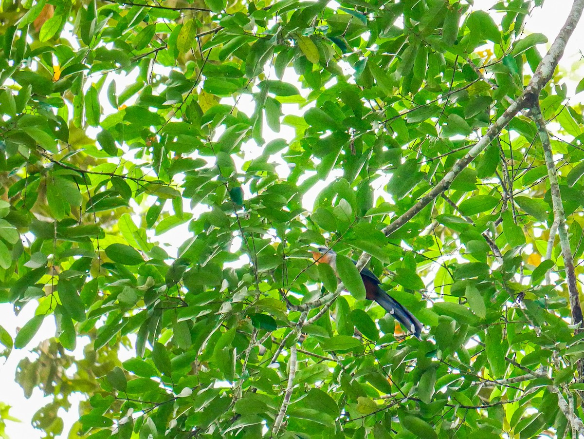 Red-billed Malkoha - ML628970868