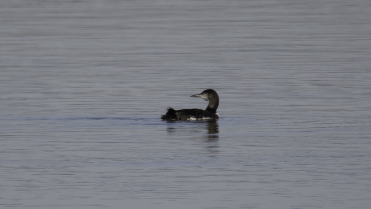 Common Loon - ML628971109