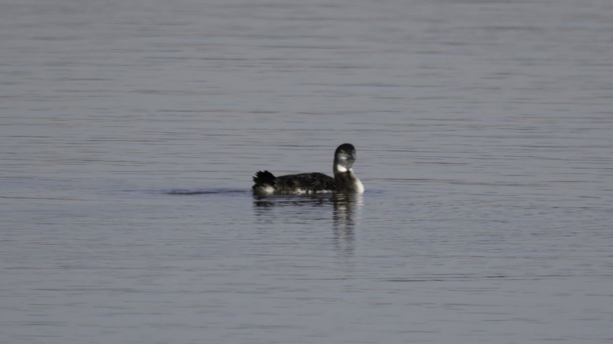 Common Loon - ML628971110
