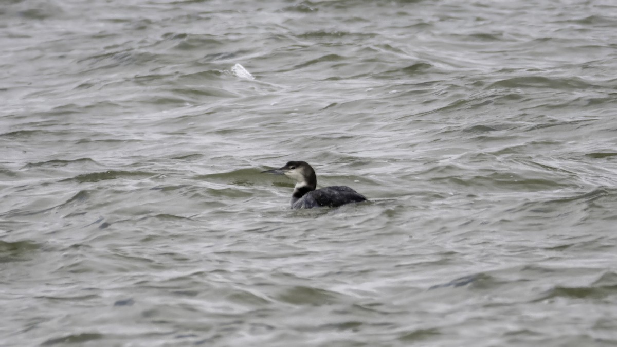 Common Loon - ML628971112
