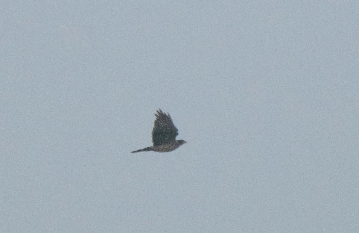 Gray-bellied Hawk - ML628971257