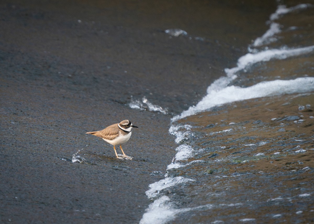 Long-billed Plover - ML628971499