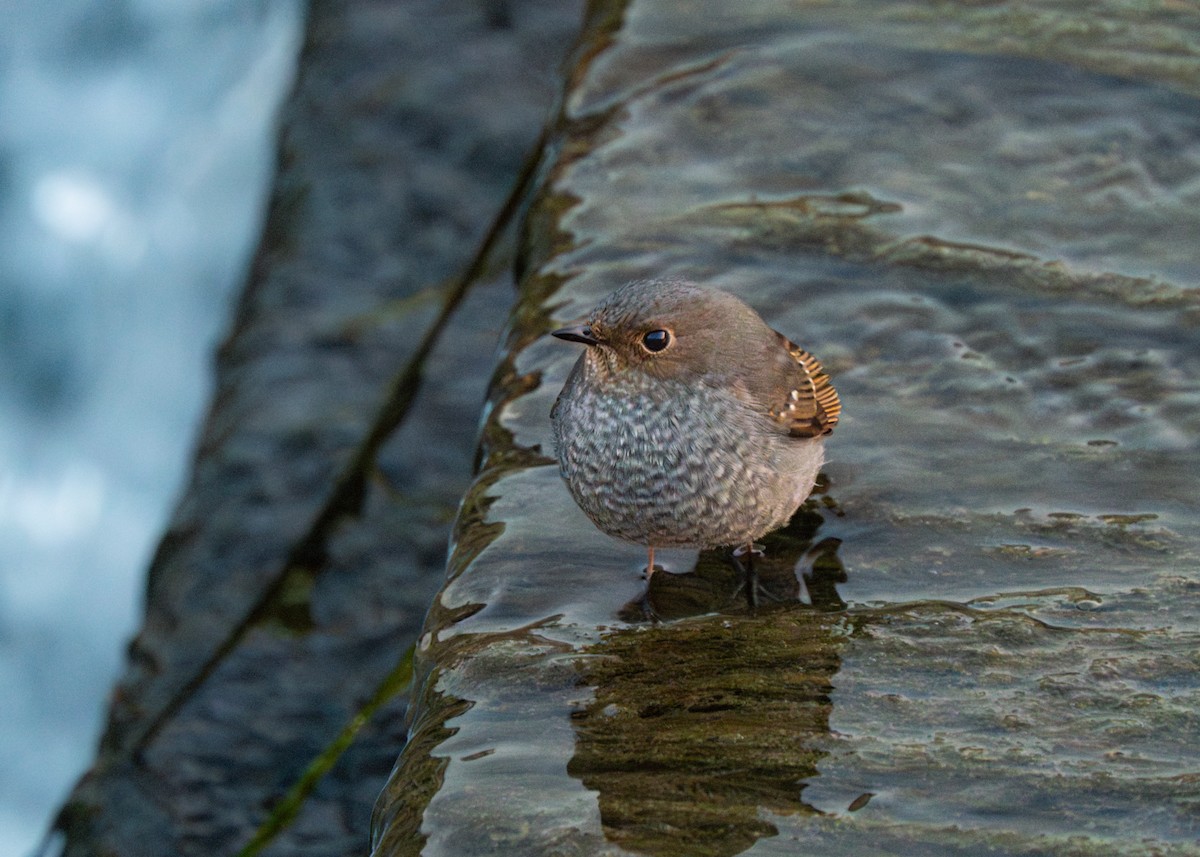 Plumbeous Redstart - ML628971512