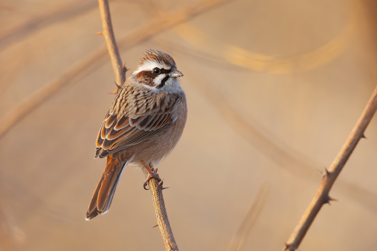 Meadow Bunting - Woochan Kwon