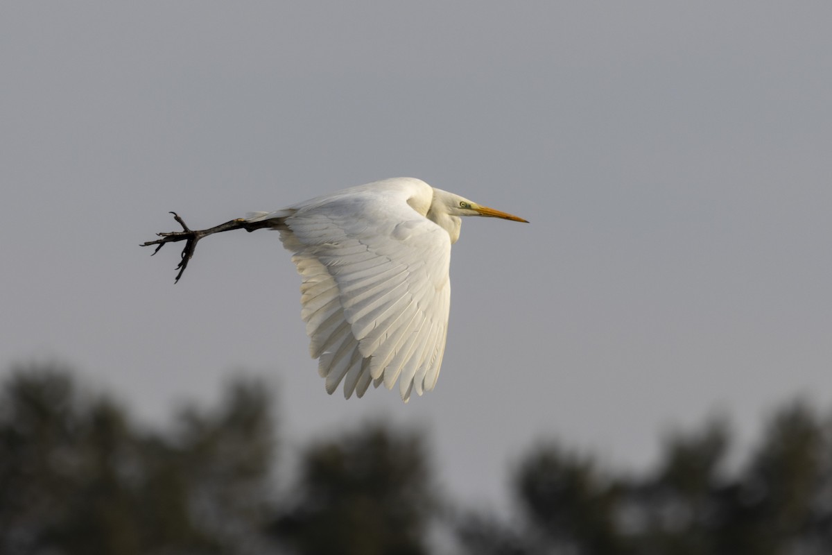 Great Egret - ML628971643