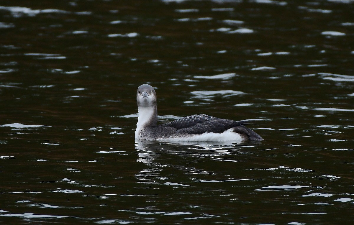 Arctic Loon - ML628971655