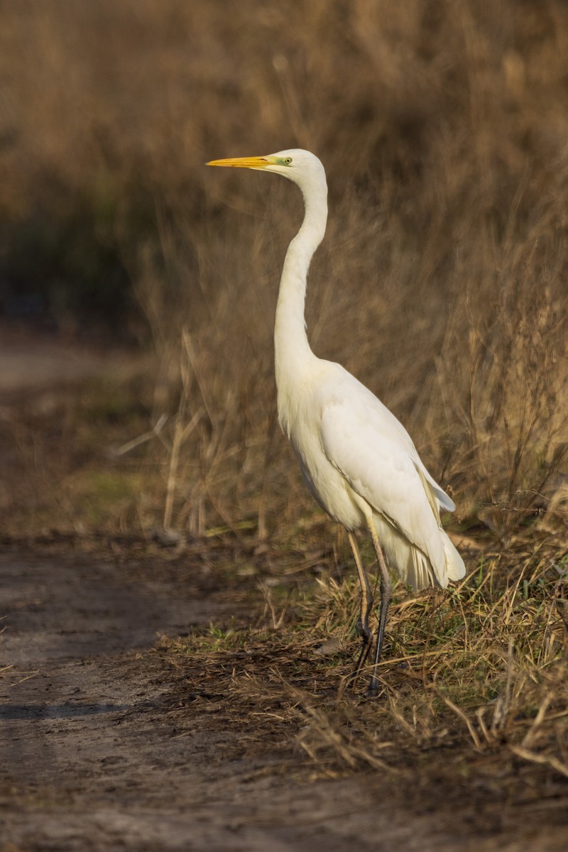 Great Egret - ML628971657