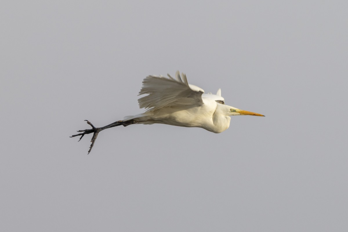 Great Egret - ML628971672