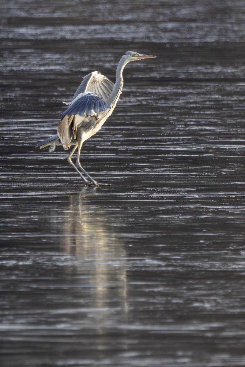 Gray Heron - ML628971683
