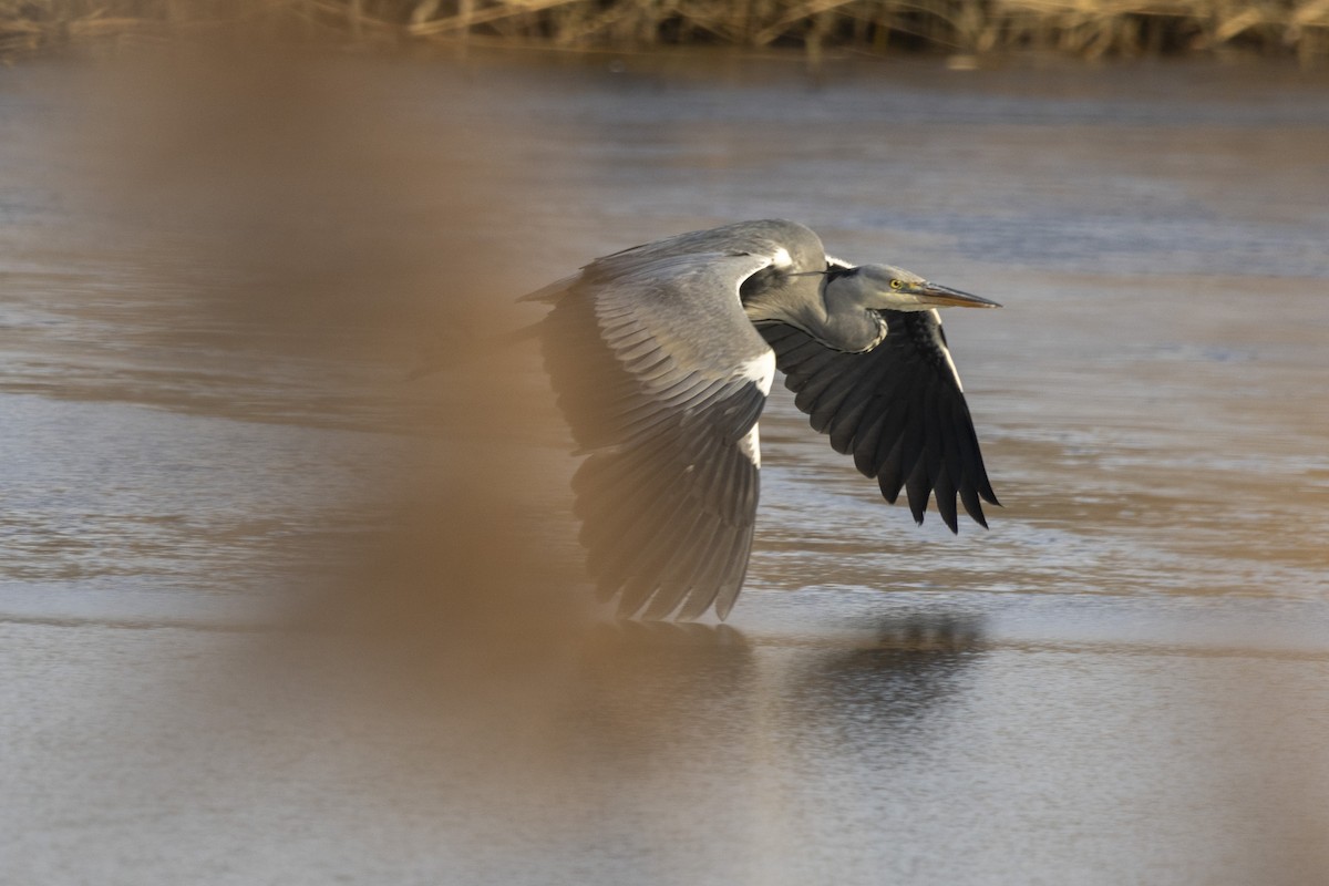 Gray Heron - ML628971684