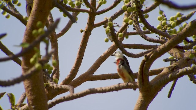 White-headed Barbet - ML628971717