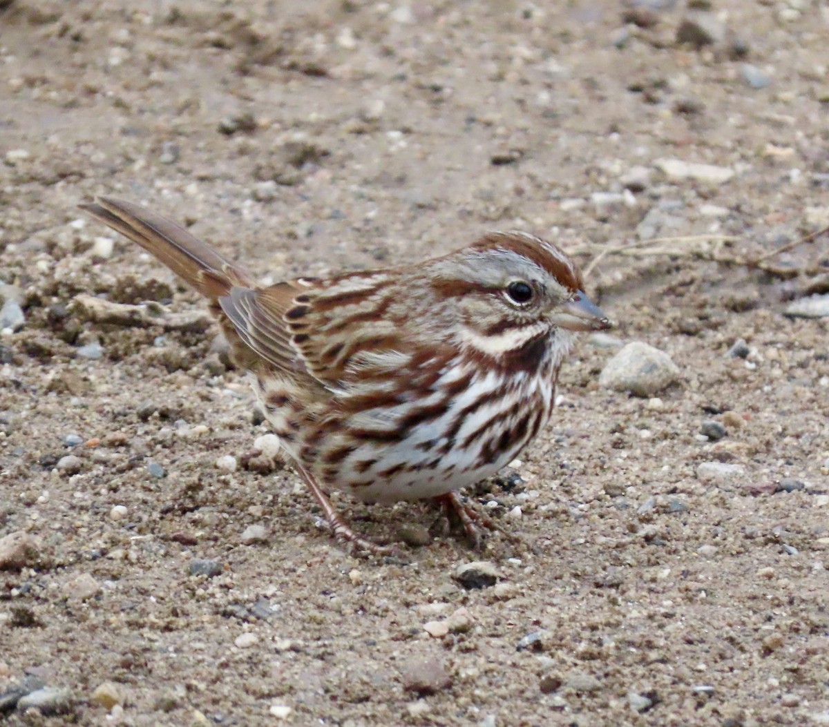 Song Sparrow - ML628971762