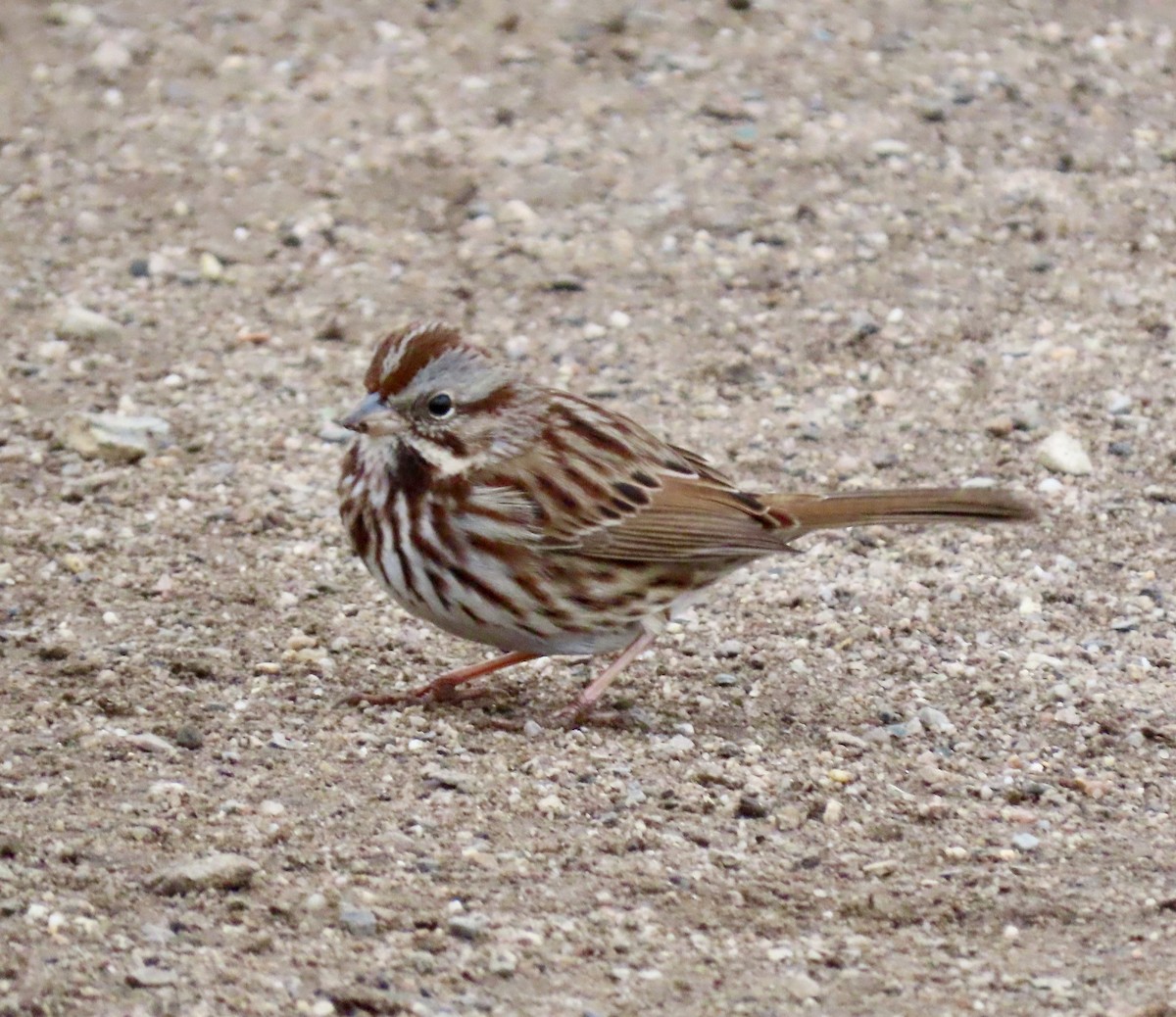 Song Sparrow - ML628971774