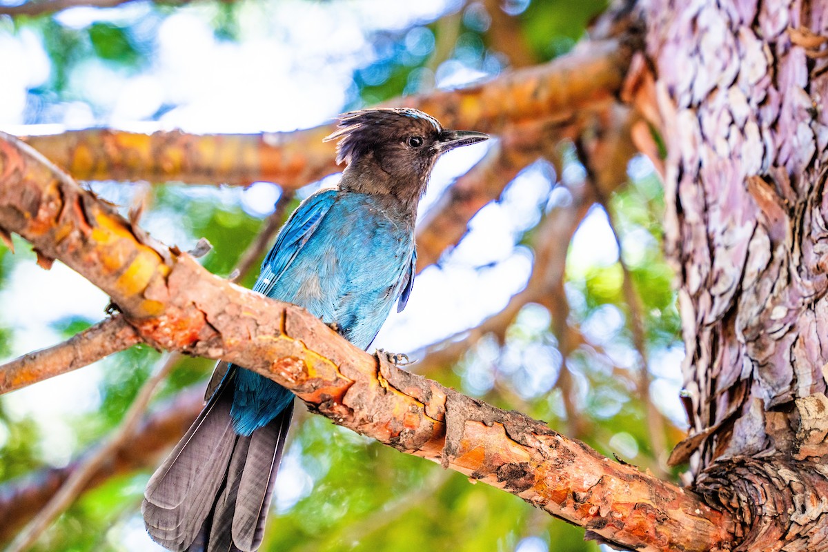 Steller's Jay - ML628971777