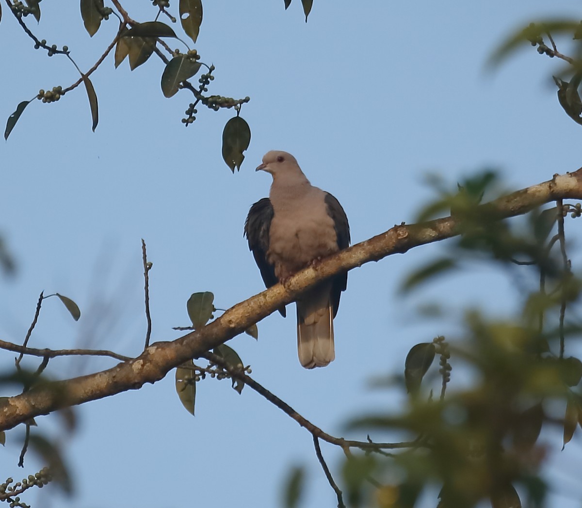 Malabar Imperial-Pigeon - ML628972148