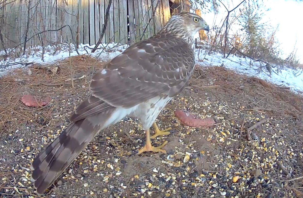 Cooper's Hawk - ML628972217