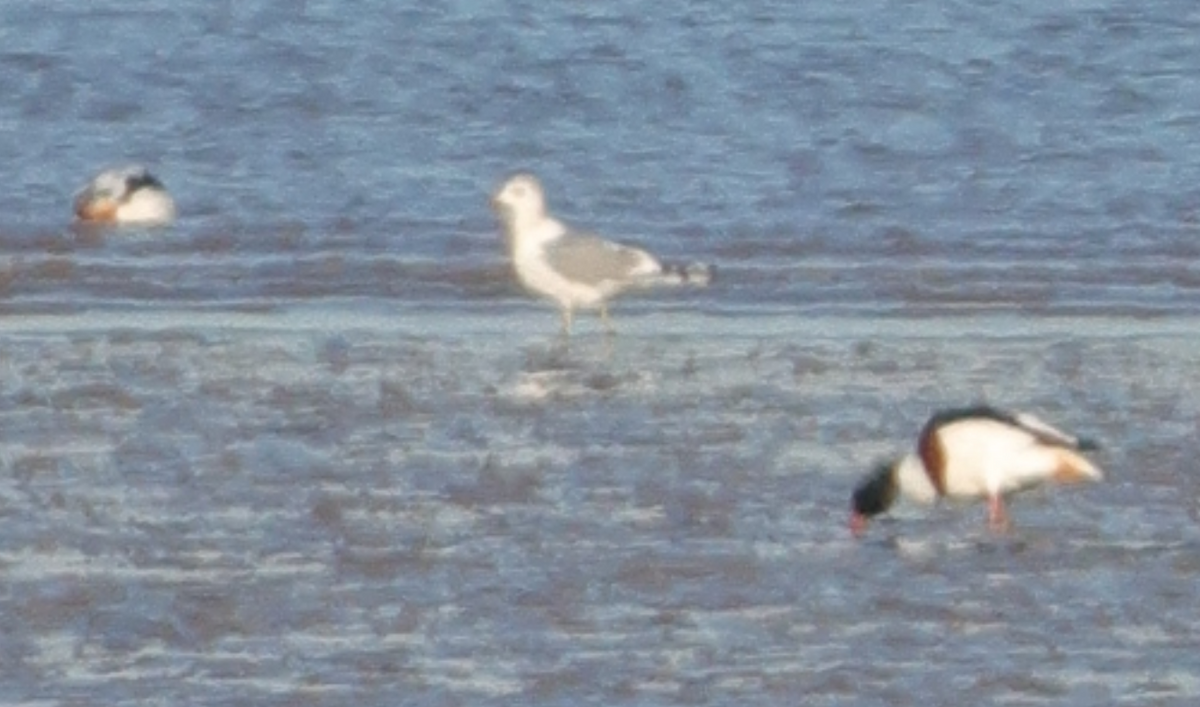 Common Gull (Russian) - ML628972240