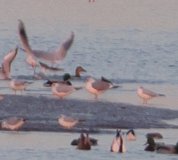 Common Gull (Russian) - ML628972273