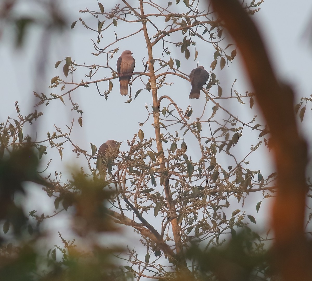 Malabar Imperial-Pigeon - ML628972310