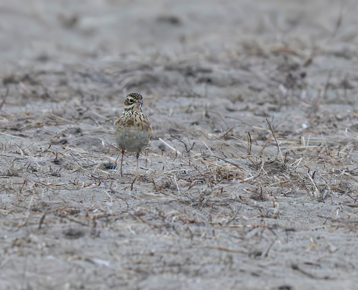 Richard's Pipit - ML628972331