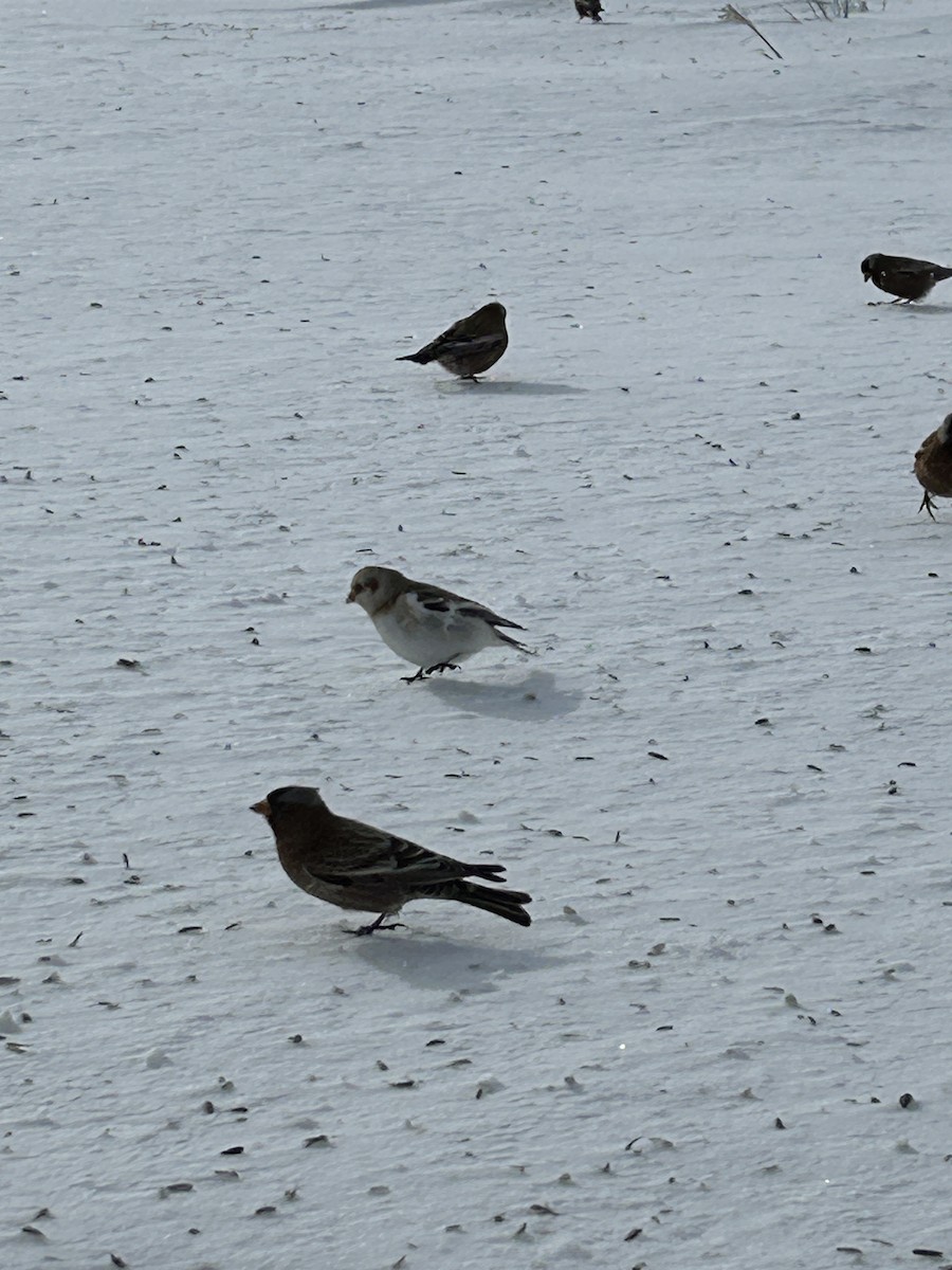 雪鵐 - ML628972435