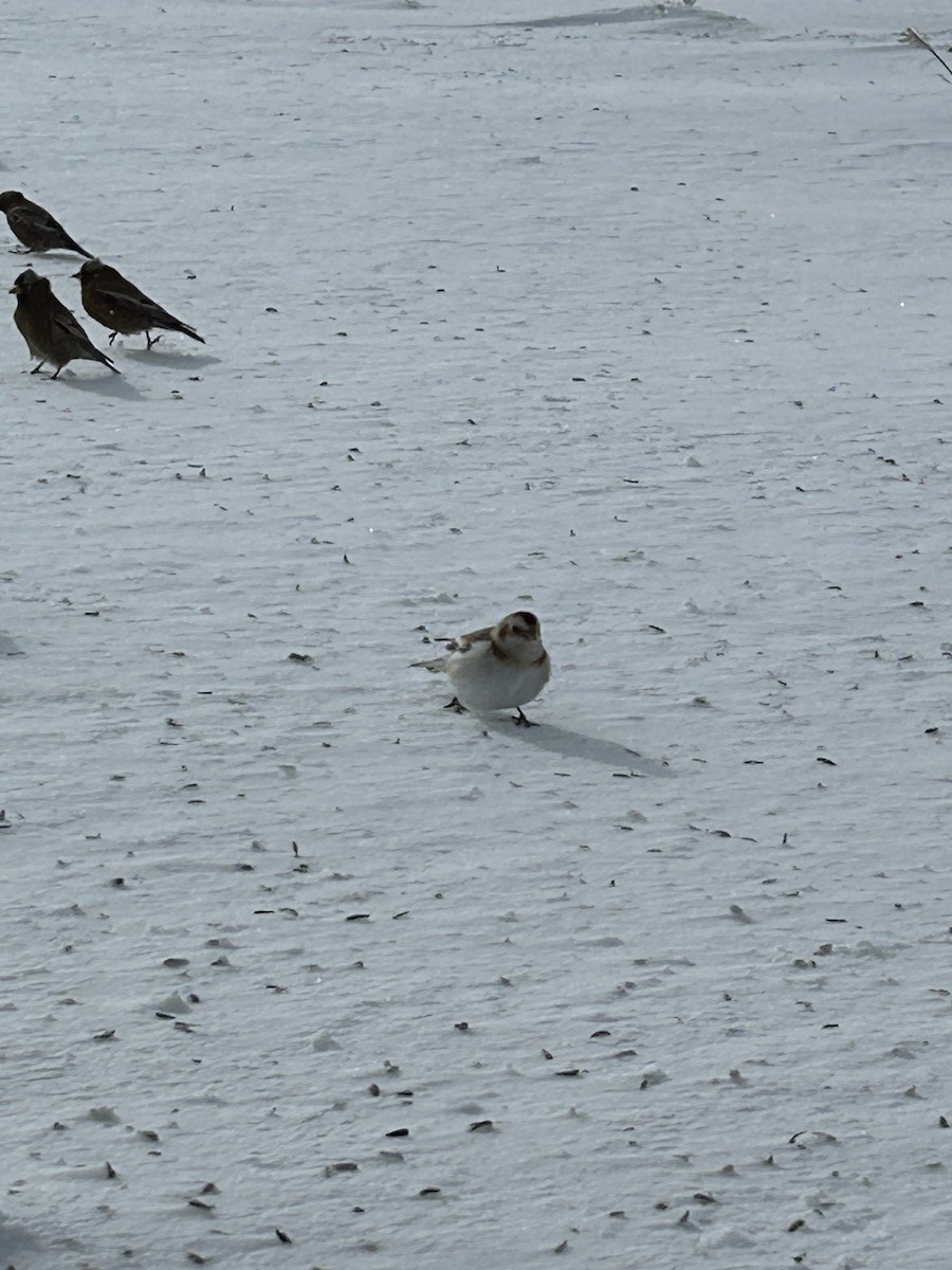 雪鵐 - ML628972436