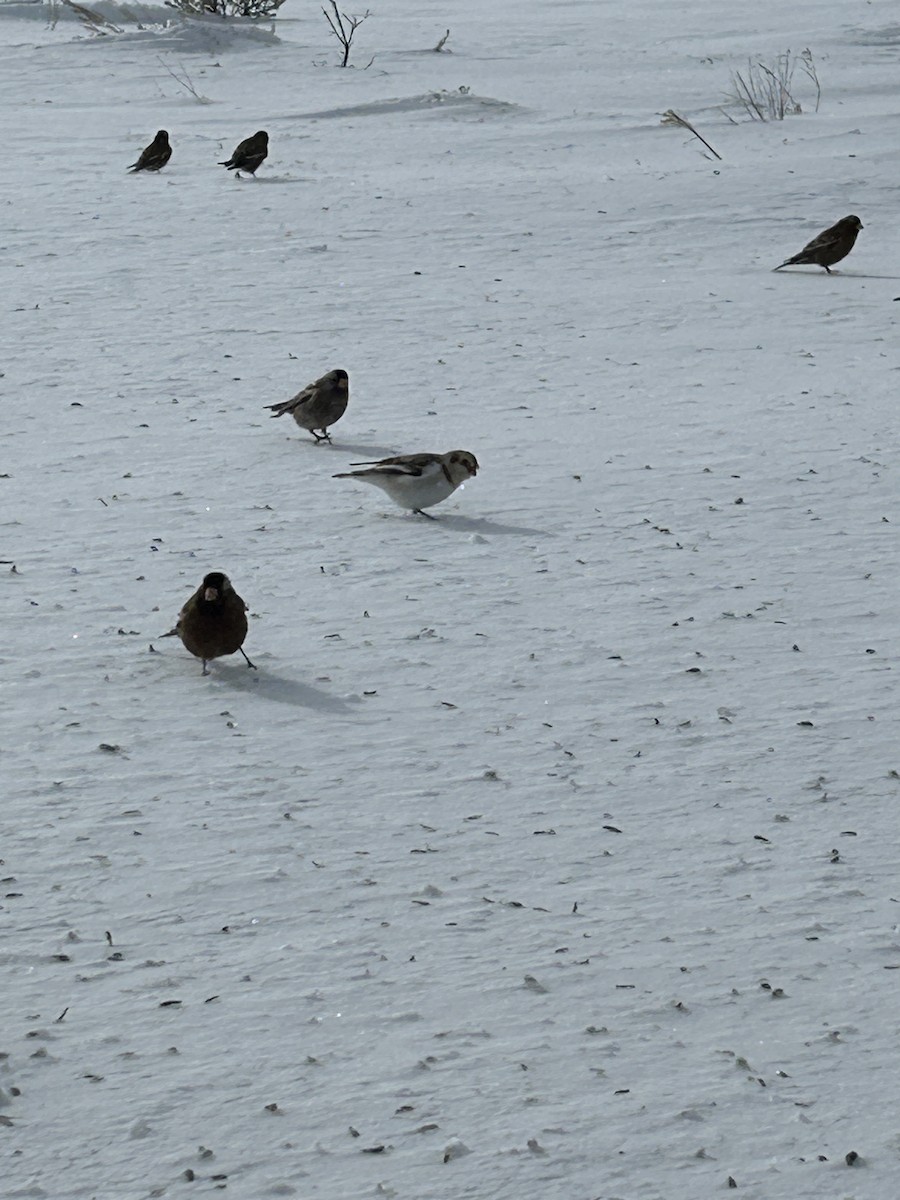 雪鵐 - ML628972437