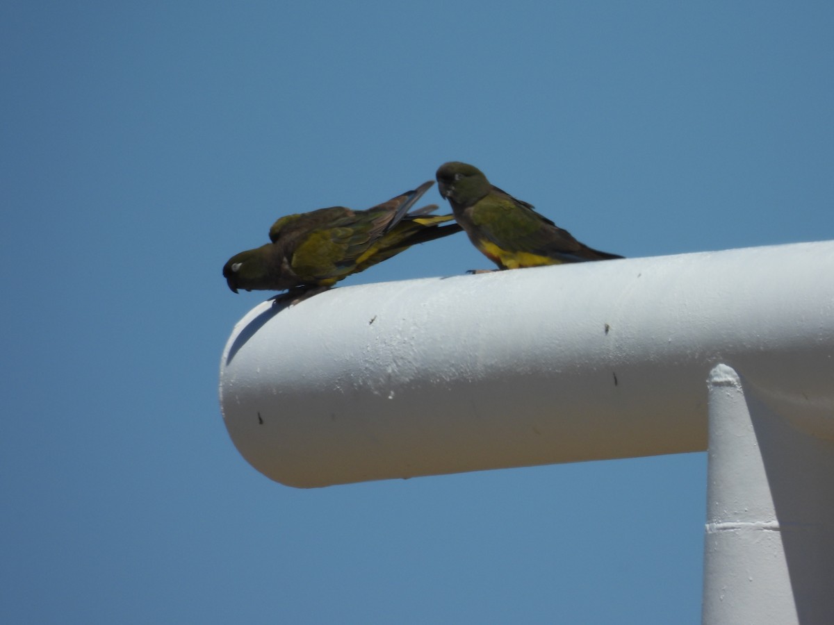 Burrowing Parakeet - ML628972443