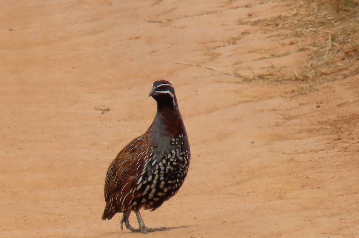 Madagascar Partridge - ML628972580