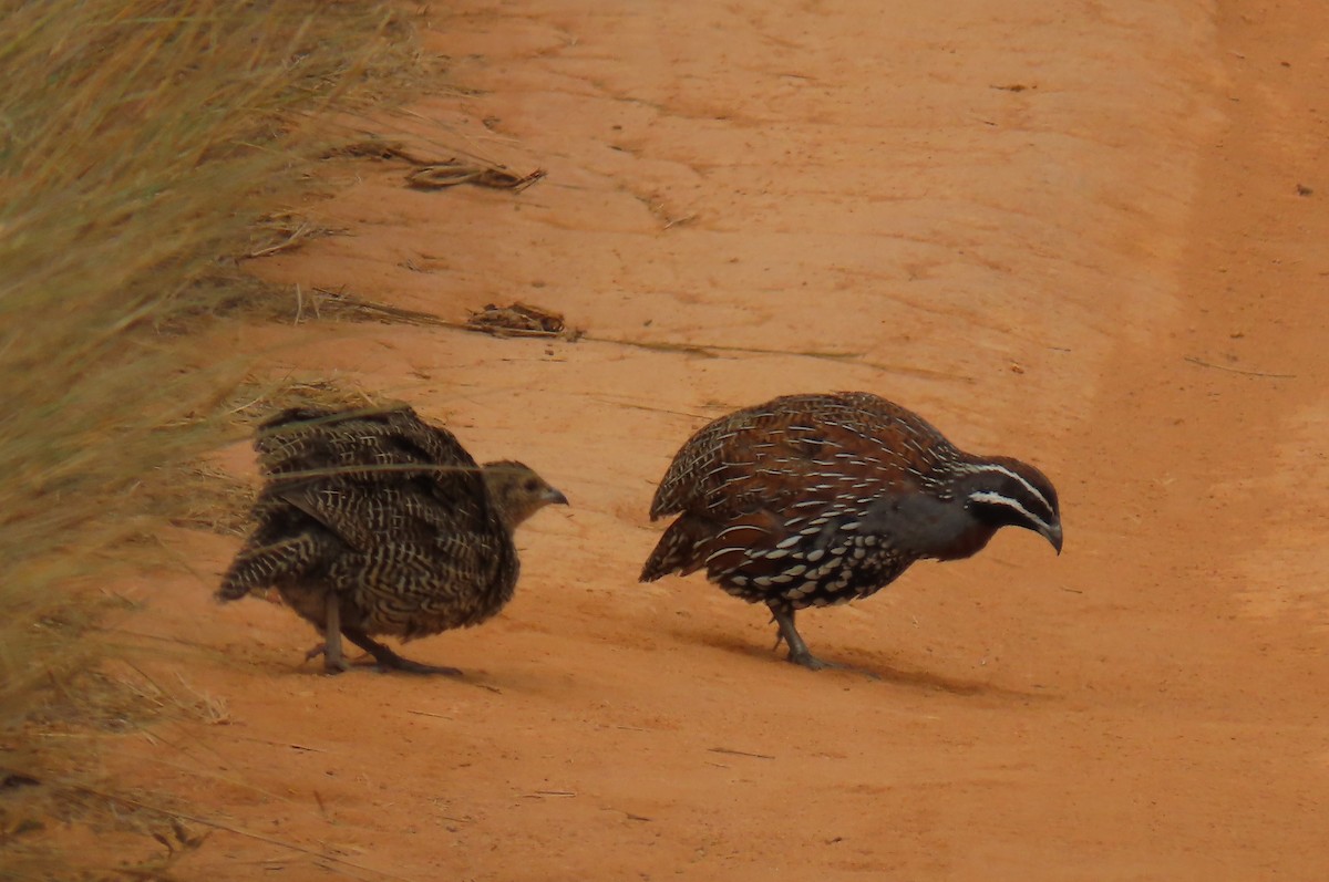Madagascar Partridge - ML628972581