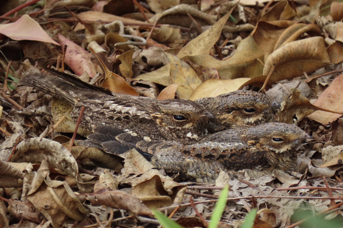 Madagascar Nightjar - ML628972587