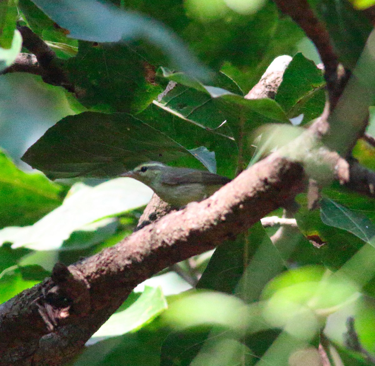 Green Warbler - ML628972597