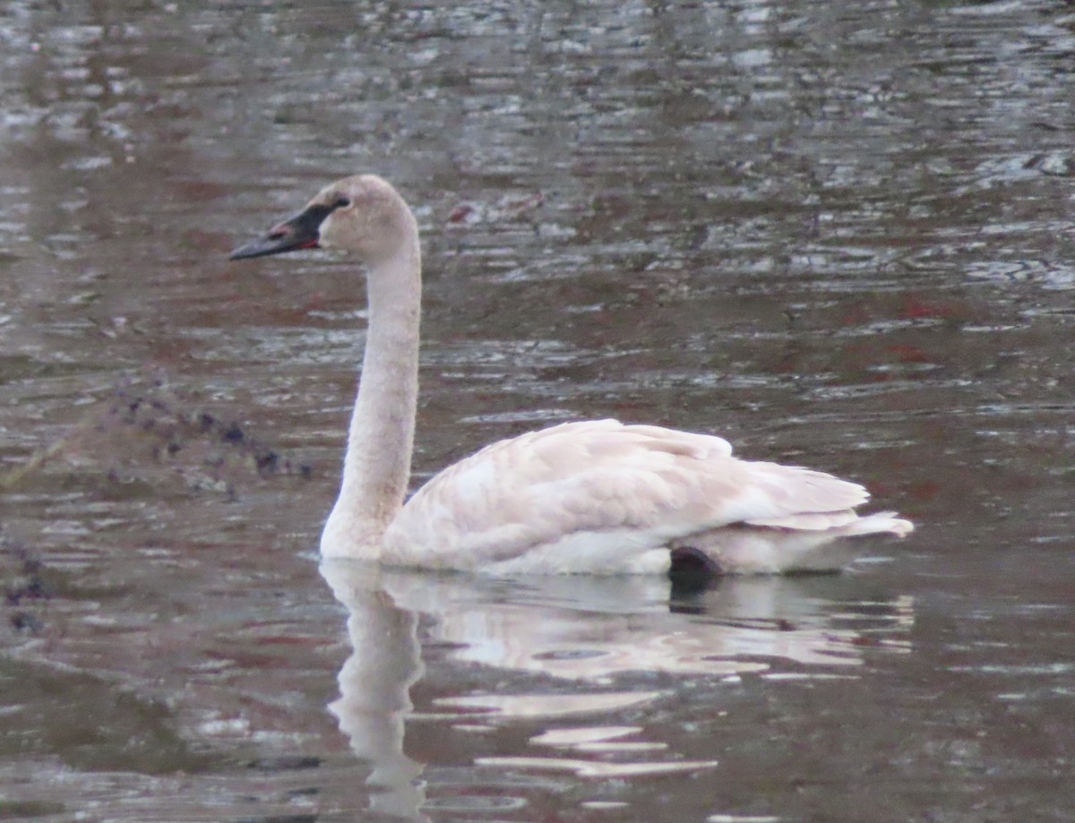 Trumpeter Swan - ML628972662