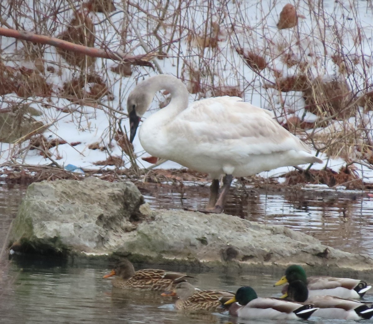 Trumpeter Swan - ML628972671