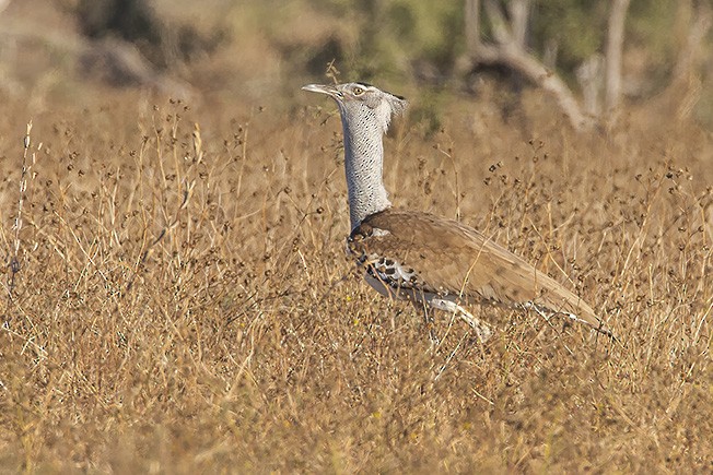 Kori Bustard - ML628972727