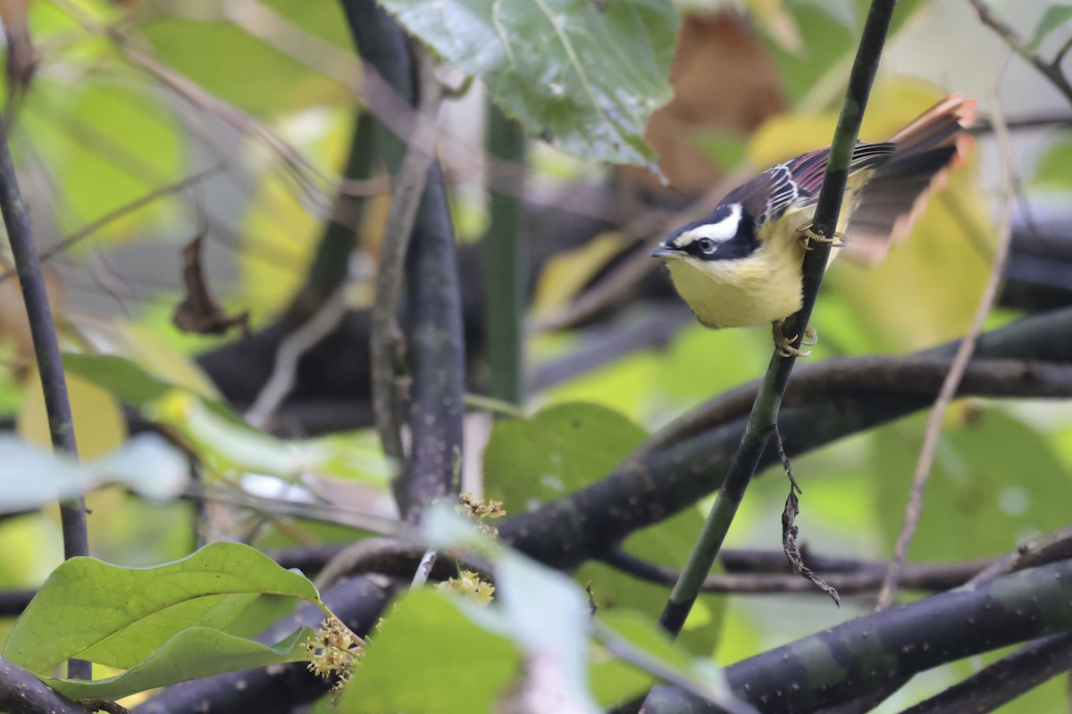 Red-tailed Minla - ML628972923