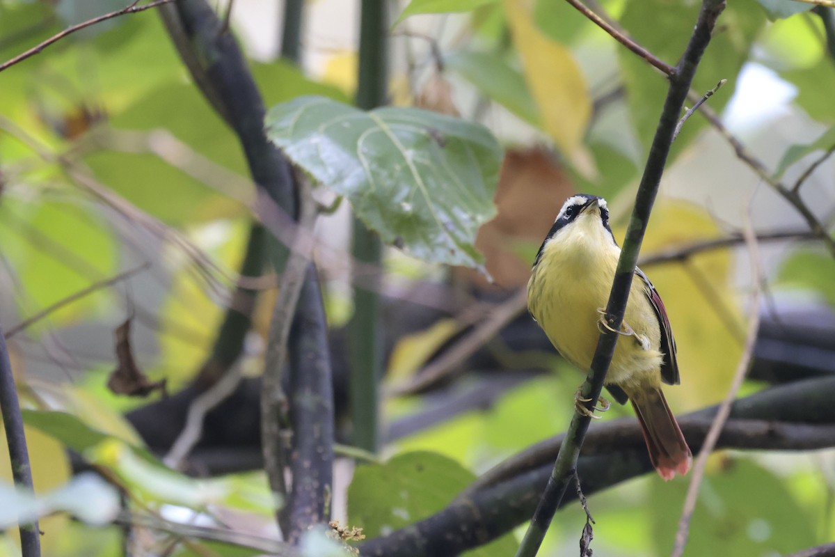 Red-tailed Minla - ML628972924