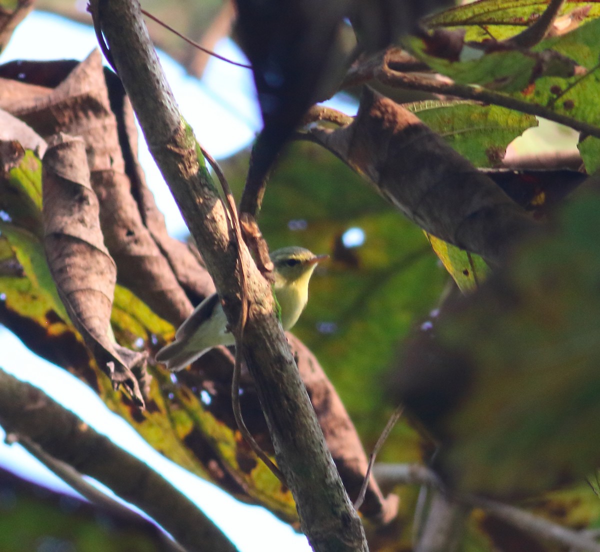 Green Warbler - ML628973016