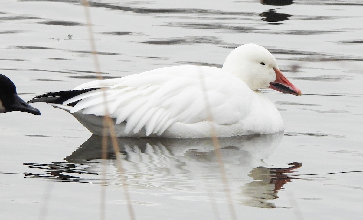 Snow Goose - ML628973359