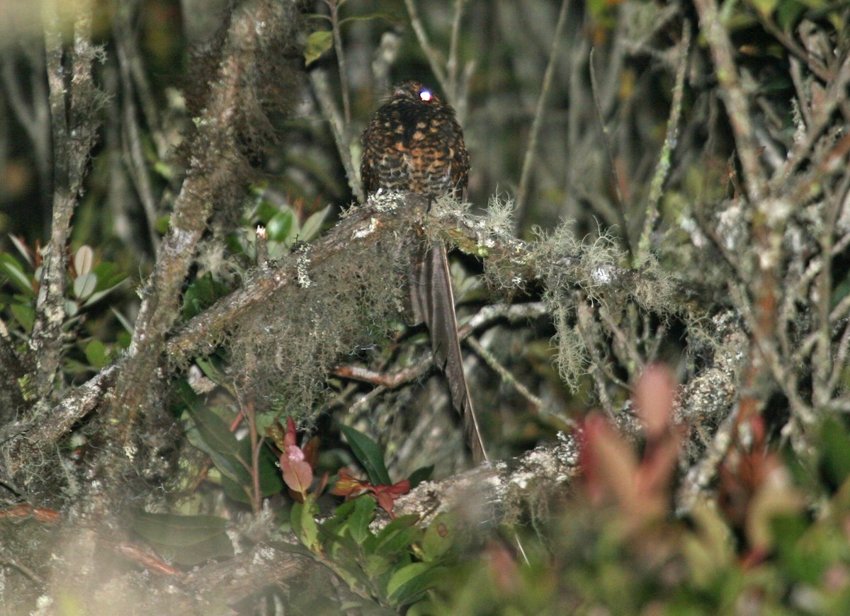 Swallow-tailed Nightjar - ML628973419