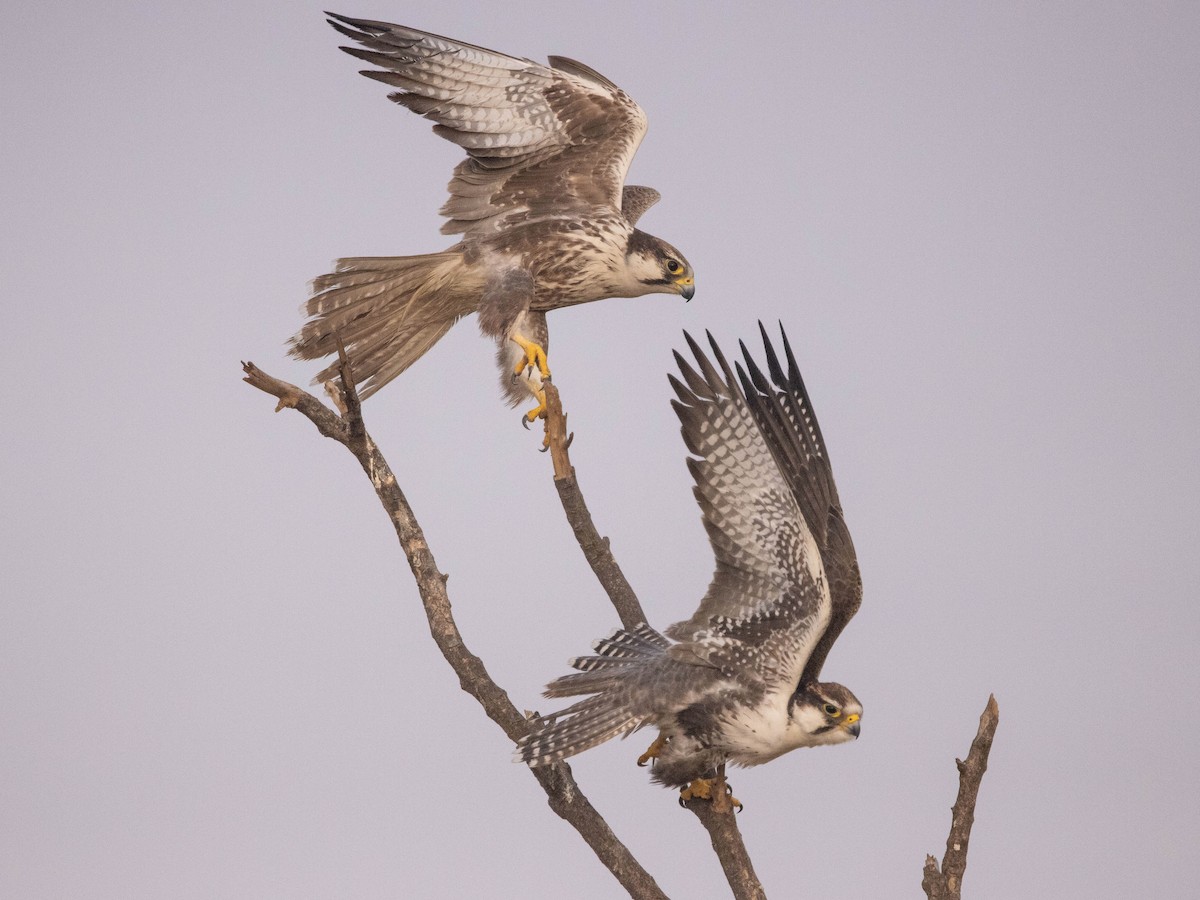 Falco laggar - ML628973433