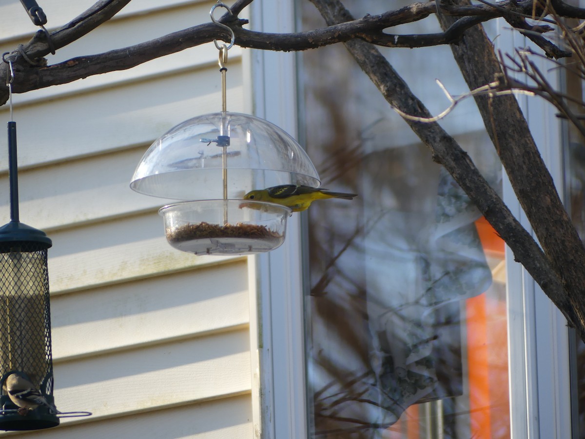 Western Tanager - ML628973500