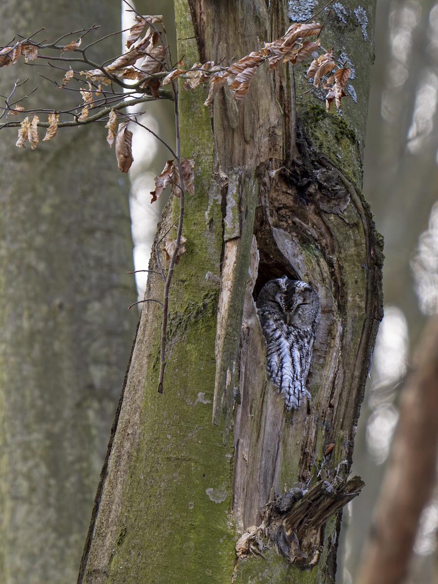 Tawny Owl - ML628973694