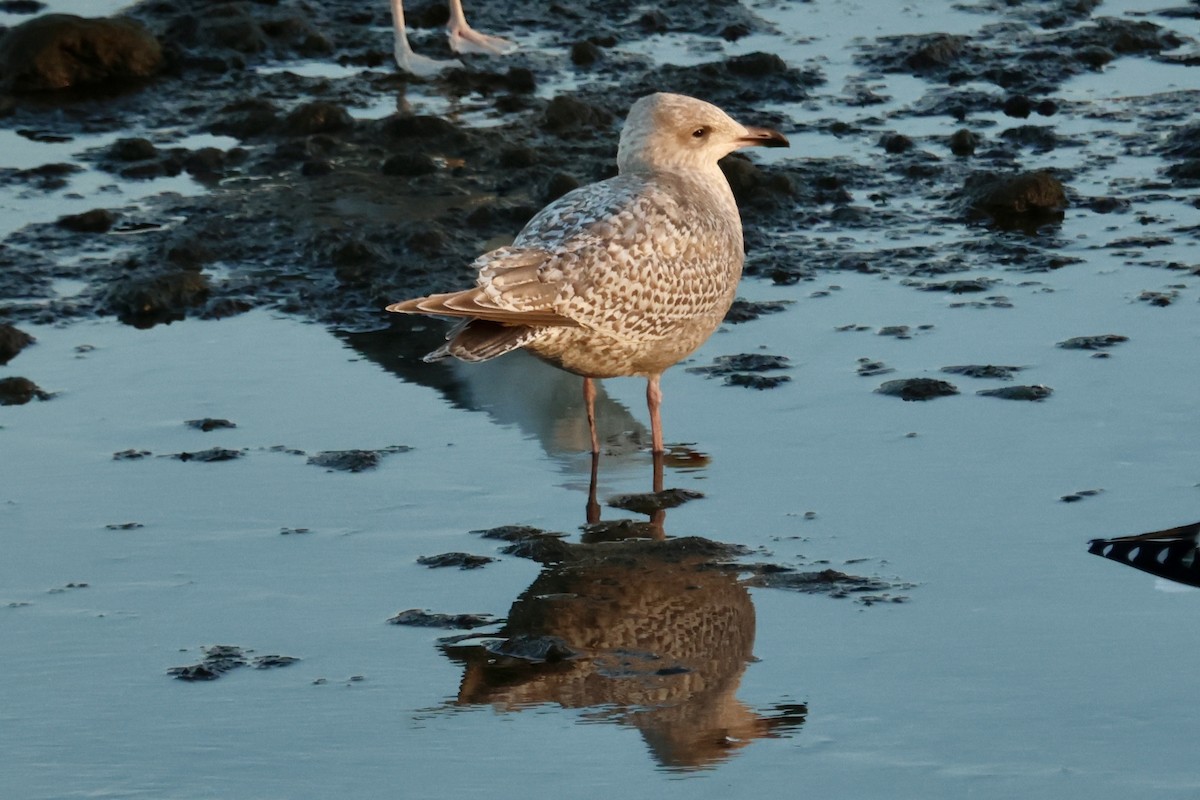 American Herring Gull - ML628973735